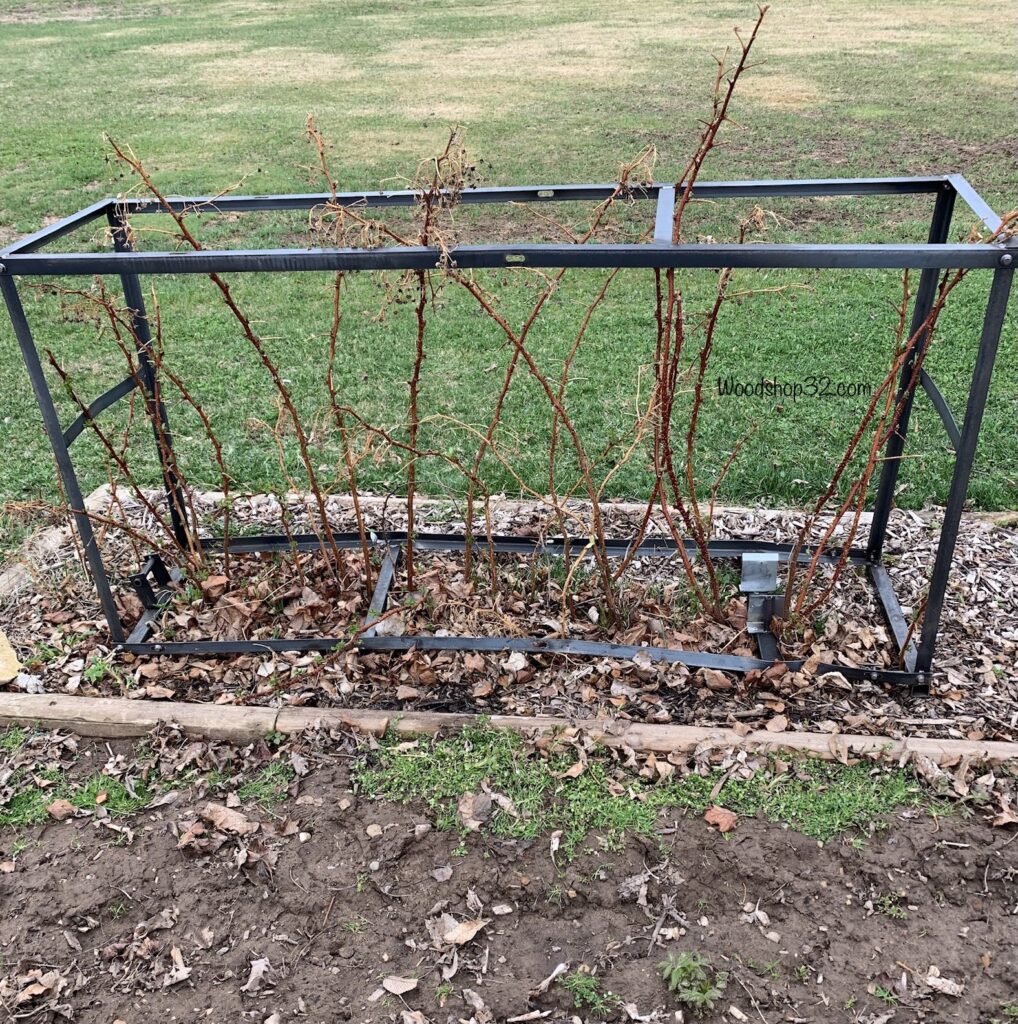 repurposed motorcycle metal crate for raspberry trellis