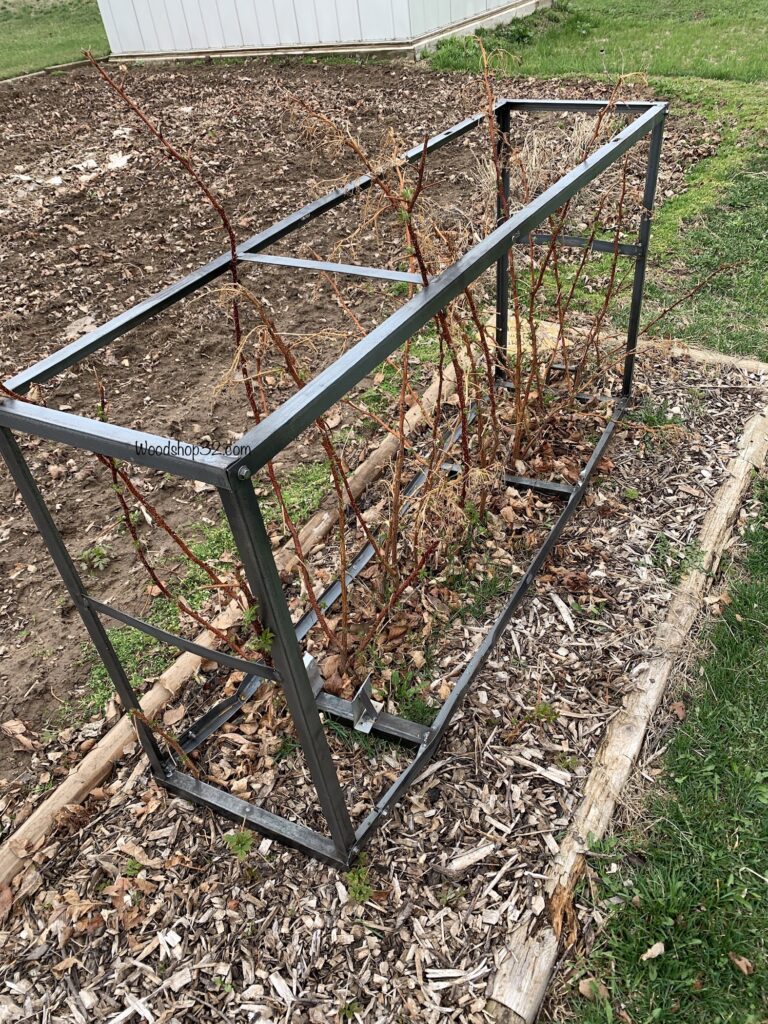 repurposed motorcycle metal crate for raspberry trellis