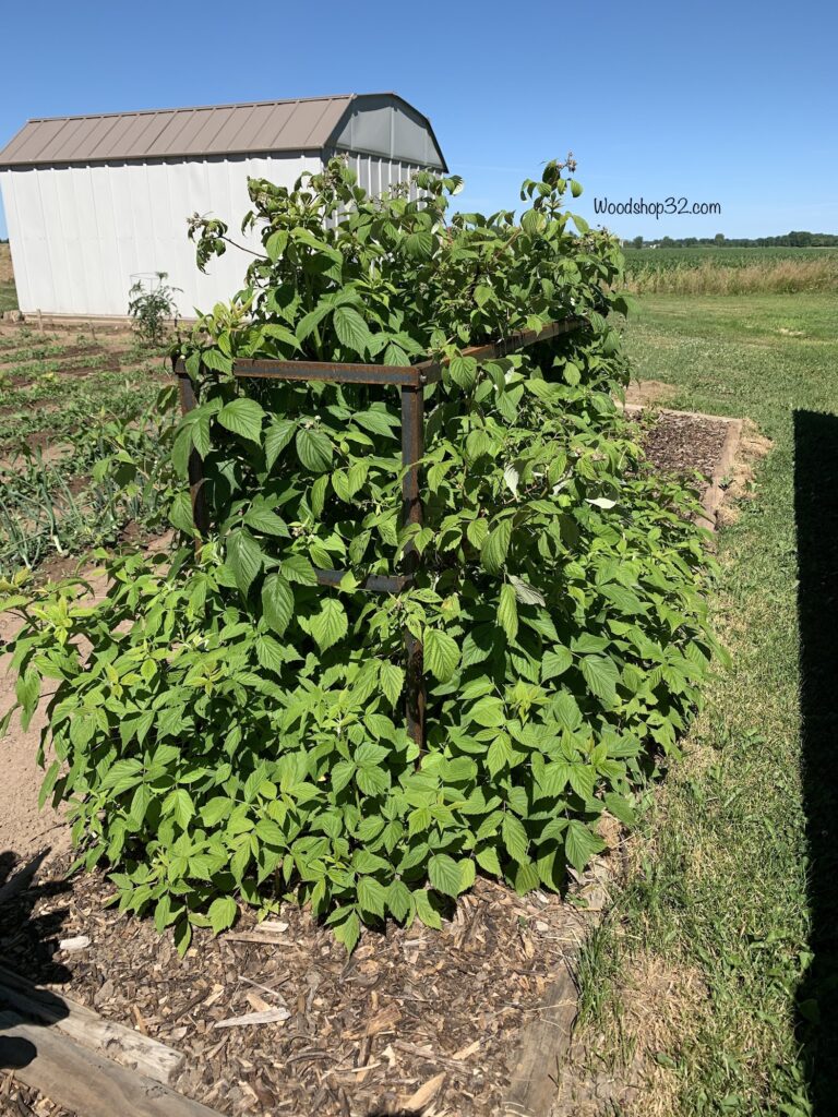 repurposed motorcycle metal crate for raspberry trellis