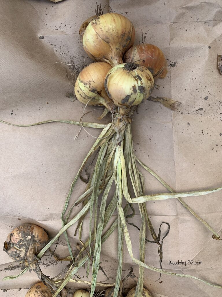 braiding onion bulb stems