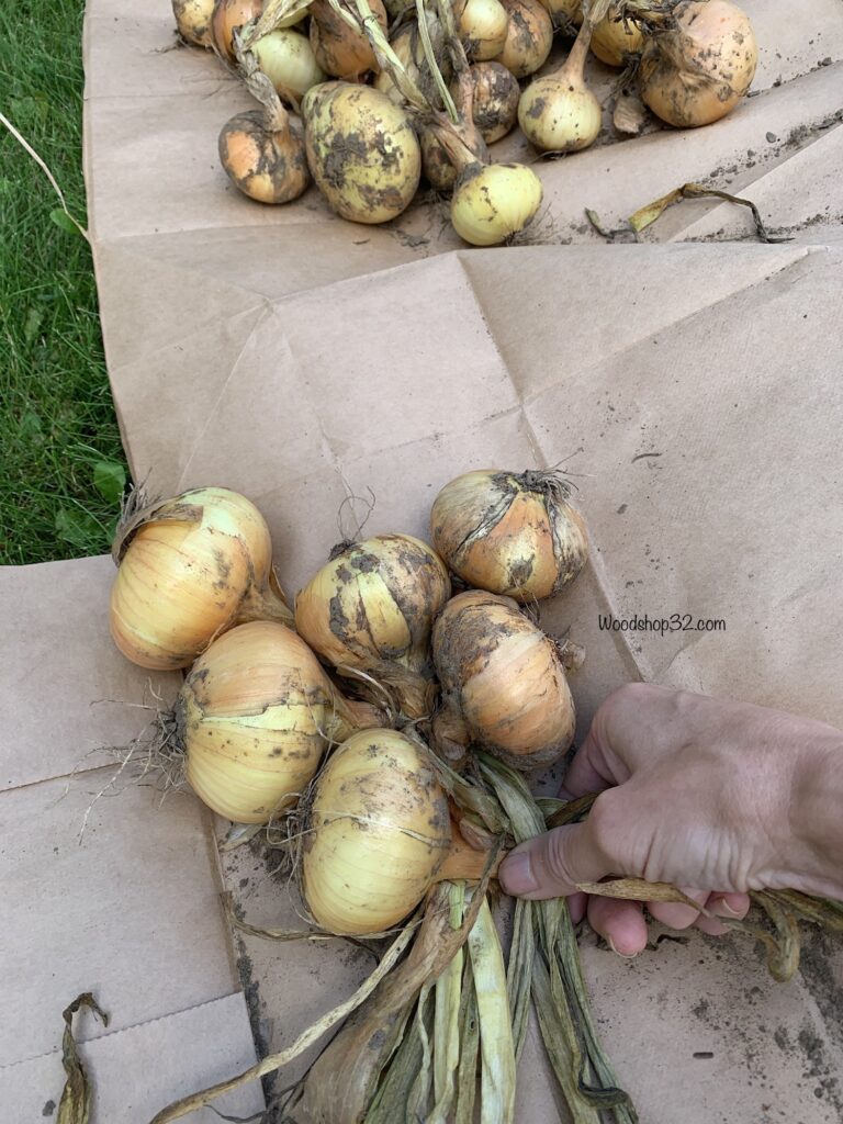 braiding onion bulb stems