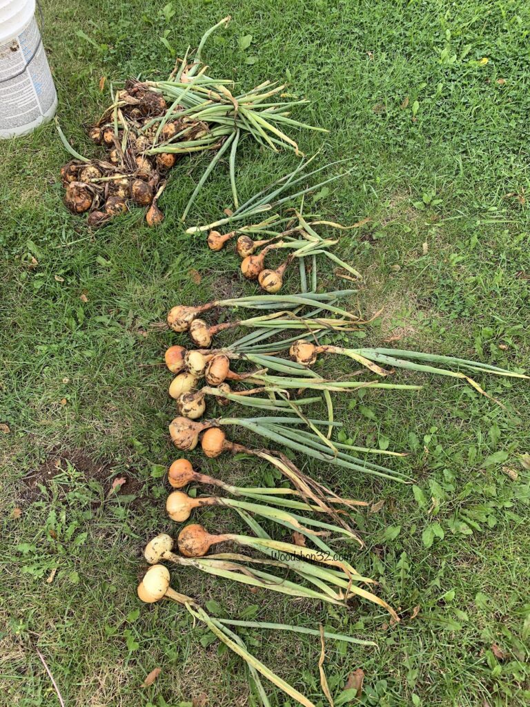onion bulbs dug up from garden