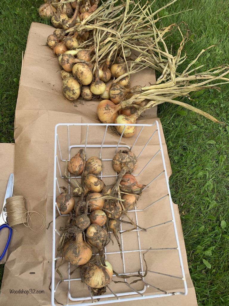 onions bulbs from garden after one week of drying