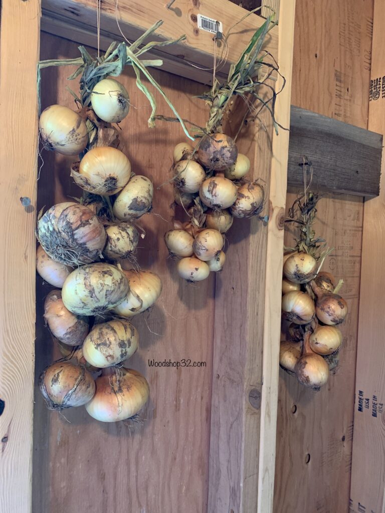 braided onion bulb stems handing on wall for winter storage